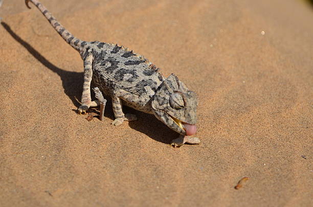 istock Lizard on sand in Namib Desert, Namibia 2234920547