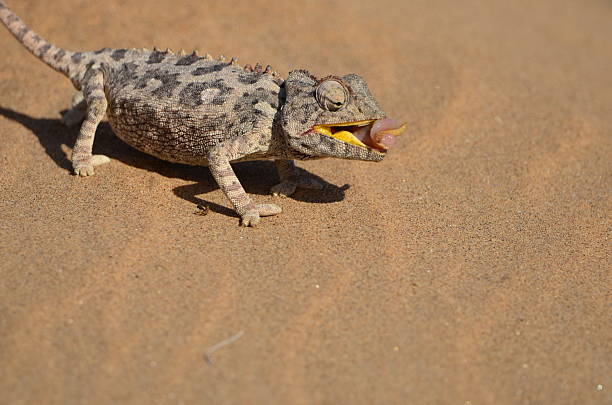 istock Lizard on sand in Namib Desert, Namibia 2234920558