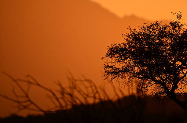 Golden sunset light illuminating the rocky desert landscape of Spitzkoppe in Namibia.