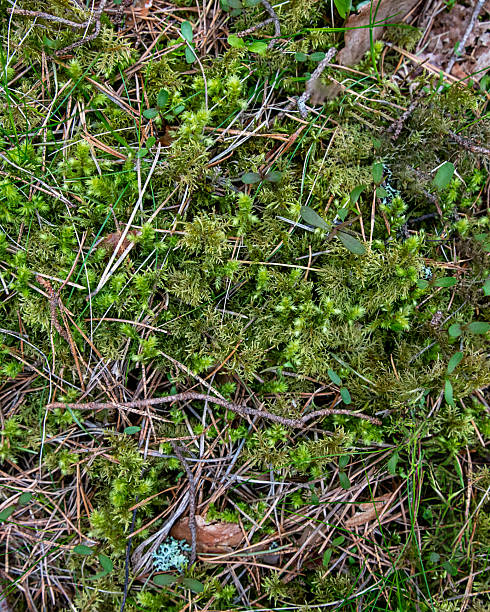 istock Natural forest floor background with moss, dry twigs, and leaves 2234922143