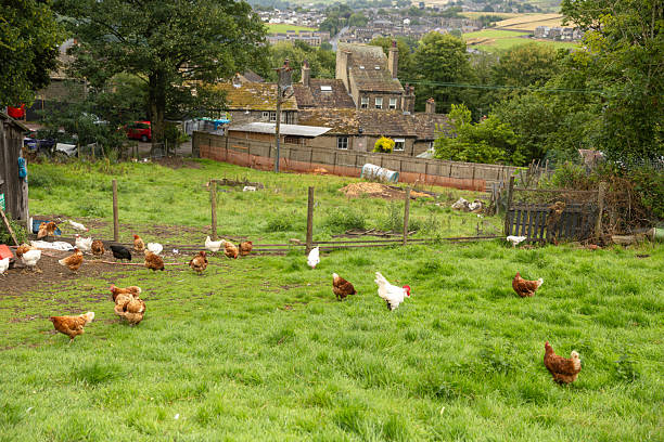A wide shot of chickens on a rural farm on an overcast day.