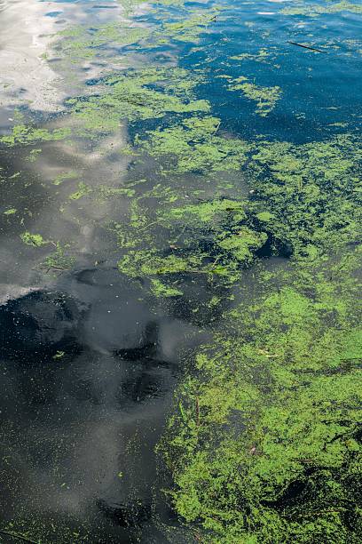 istock Cyanobacteria polluted water green color smooth surface background 2234926562