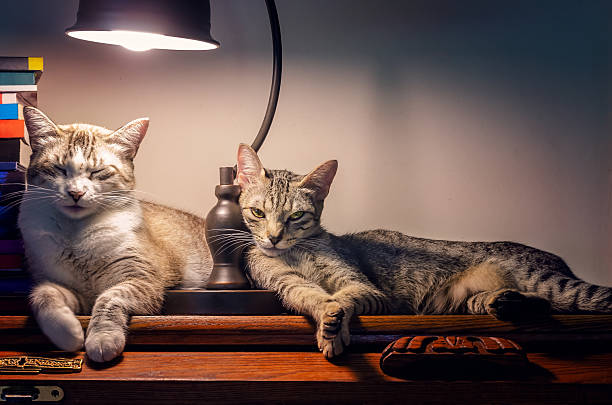 Turkish Van Domestic Cat, Mother and Kitten laying against Black Background