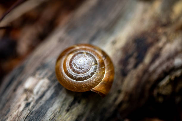 Small brown snail shell on dry branch
