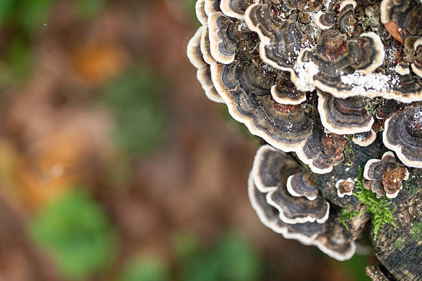 istock Turkey Tail mushroom (Trametes versicolor) growing on tree trunk 2234928293