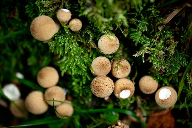 Cluster of puffball mushrooms from above