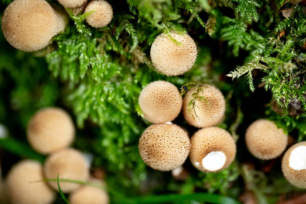 Cluster of puffball mushrooms from above