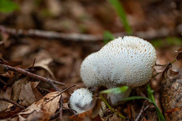Puffball mushrooms closeup