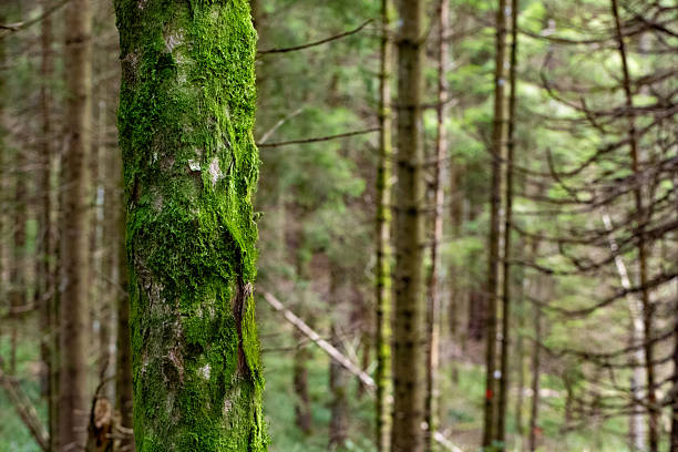Markings on trees by the forest management