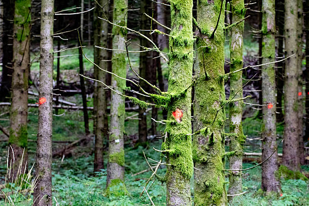 Markings on trees by the forest management