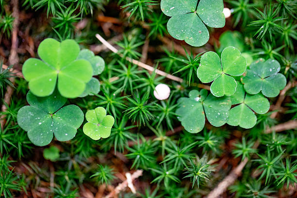 Top view of a four-leaf clover