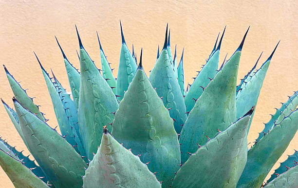 istock Blue Agave (American Aloe) Plant; Peach-Beige Background 2234935944