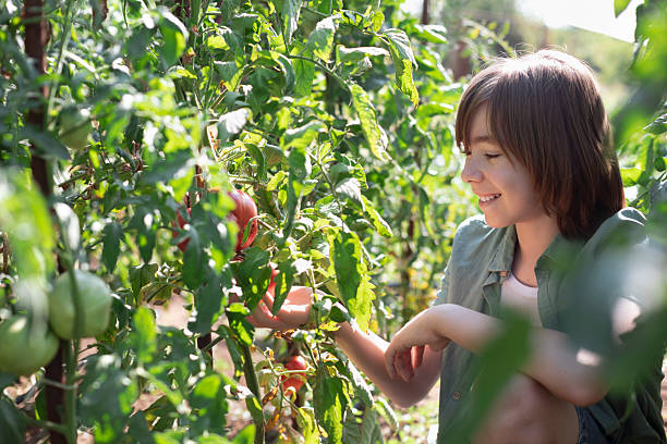 istock Young boy harvesting tomatoes in sunlit garden 2234941000