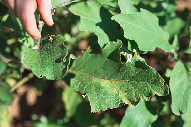 Close-up of a hand catching a Colorado potato beetle on a garden plant. The leaf shows visible pest damage, including holes and discoloration. Natural pest control, organic gardening, and hands-on care for healthy crops.