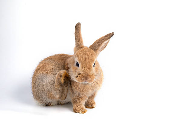 Decorative lop-eared rabbit mini lop. Cute little rabbit.