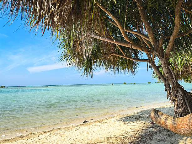 istock Lush thatch screwpine tree (Pandanus tectorius) on tropical Pari Island, Indonesia 2234943062