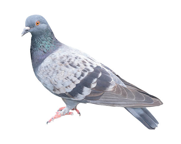 istock A wild pigeon standing and looking around isolated on white background with clipping path. 2234944247