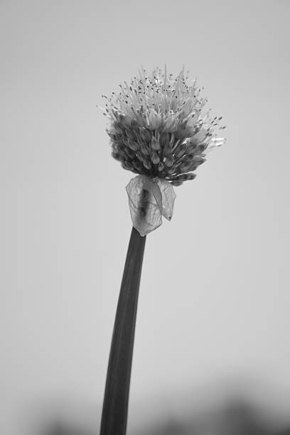A close-up monochrome capture of a spring onion flower, its spherical bloom standing out in delicate contrast. The absence of color emphasizes the intricate textures, radial symmetry, and fine details of each tiny blossom, giving the humble vegetable an unexpected elegance. The black and white tones highlight form over hue, transforming the flower into a striking study of nature’s geometry