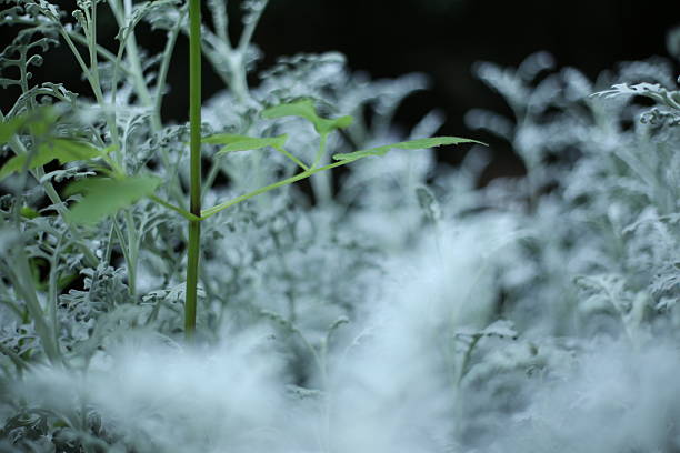 A monochrome close-up of a plant with textured leaves, surrounded by blurred foliage.