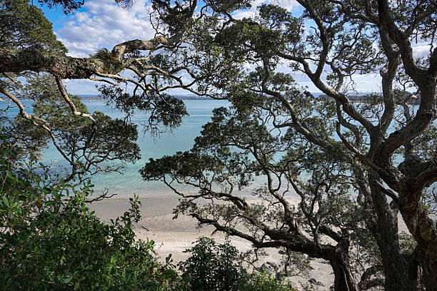 istock Pohutakawa and bay 2234946719