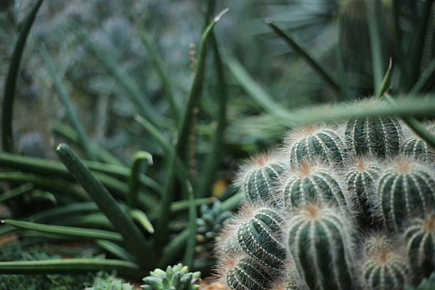 Cacti on Tenerife in Puerto de la Cruz near the bay where the surfers are. A bed of cacti standing close together and looking beautiful in the sunlight.