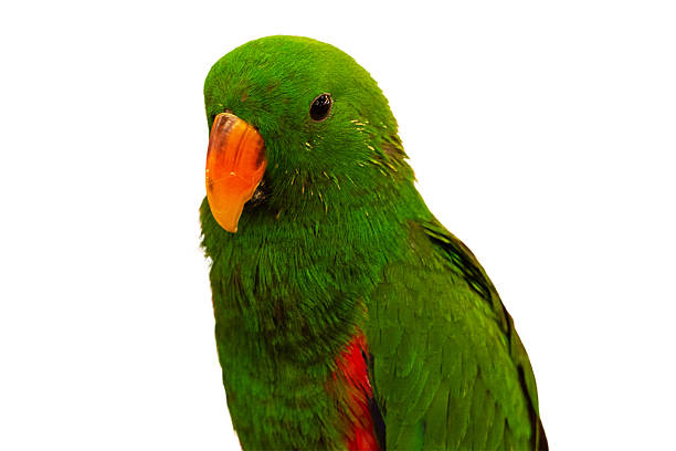 istock Green Eclectus Parrot Isolated on white background, Stock Photo 2234946893