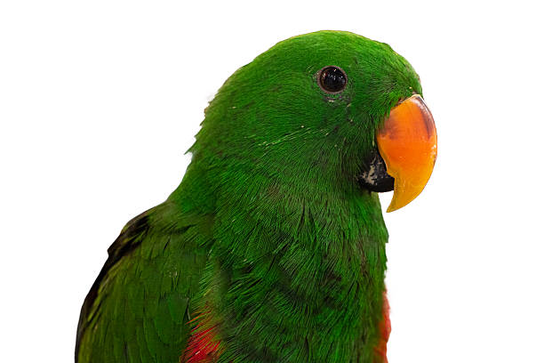 istock Green Eclectus Parrot Isolated on white background, Stock Photo 2234946894