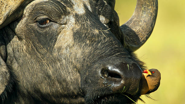 istock African Buffalo with Red-billed Oxpecker Interaction 2234948416