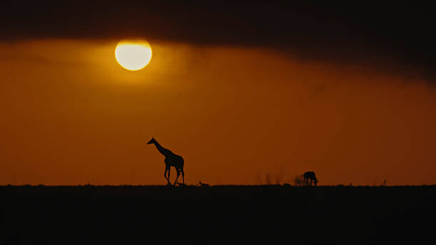 Reticulated Giraffe in a South African Game Reserve. A giraffe silhouetted against the setting sun.