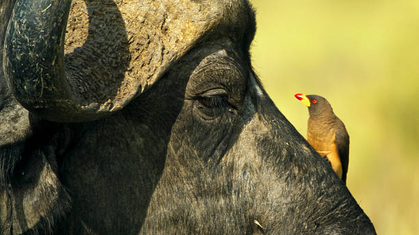Close up shot of a red-billed oxpecker engaging with an African buffalo in a natural setting, highlighting their mutualistic relationship. The bird perches attentively on the buffalo's head, benefiting from their interaction.