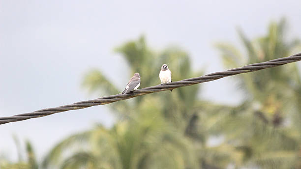 istock Birds perched on an electric wire against cloudy sky 2234949088