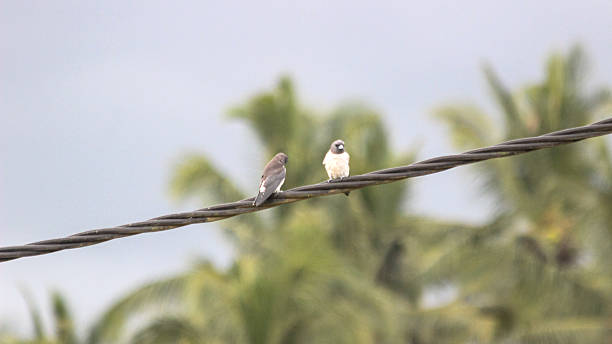 istock Birds perched on an electric wire against cloudy sky 2234949123