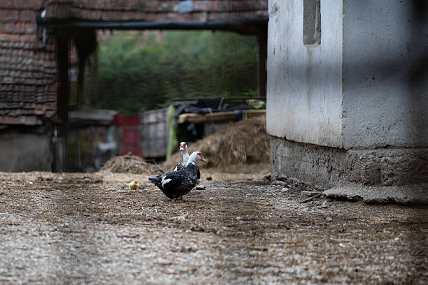 A white duck is standing in front of a metal bowl. The bowl is dirty and has some food in it