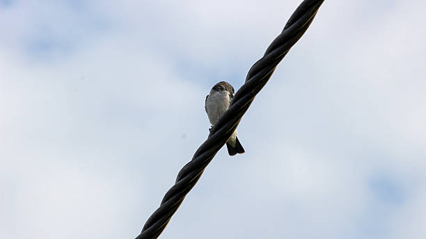 istock Single bird perched on electric wire with clear blue sky background 2234949841