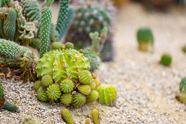 istock Close-up of a small, clustered Echinopsis Subdenudata cactus. 2234950931