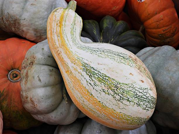 Autumn gourds are ornamental cucurbits cultivated for their decorative appeal, harvested in the fall when their rinds harden and stems dry. They come in diverse shapes, colors, and patterns, and are used for fall decor and crafts, unlike their edible relatives, squash and pumpkins.