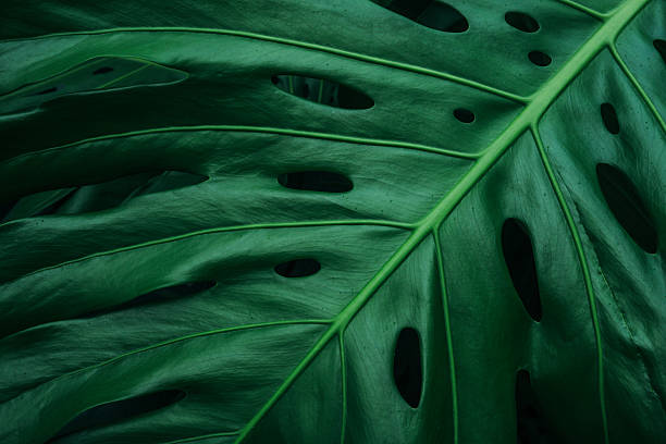 istock Fresh green monstera leaves with water drops on leaves 2234951452