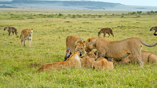 istock Savanna Wildlife Dynamics with Lions and Hyenas 2234953043