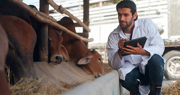 istock Veterinary checking brahman cows in livestock farm. 2234953990