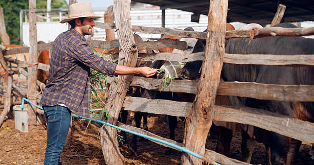 istock Farmer male use grass to feed the ranch beef cattle. 2234954057