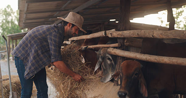 istock Farmer male use grass to feed the ranch beef cattle. 2234954270