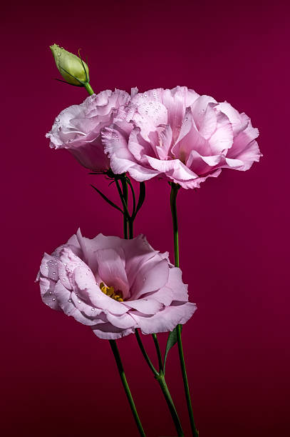 istock Pink Lisianthus Flowers and a Bud 2234954368