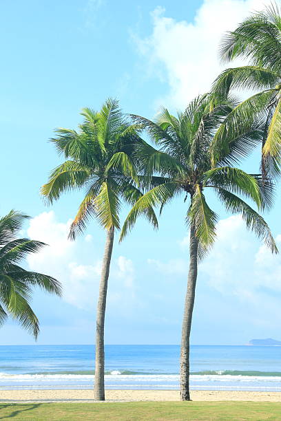 Coconut palm trees in tropical beach