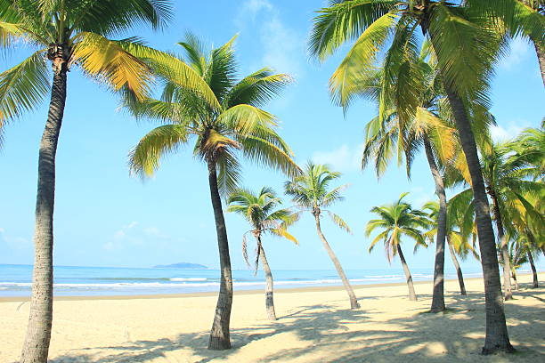 Coconut palm trees in tropical beach