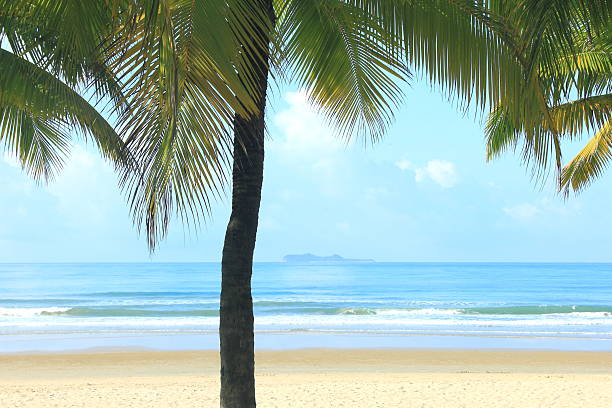 Coconut palm trees in tropical beach