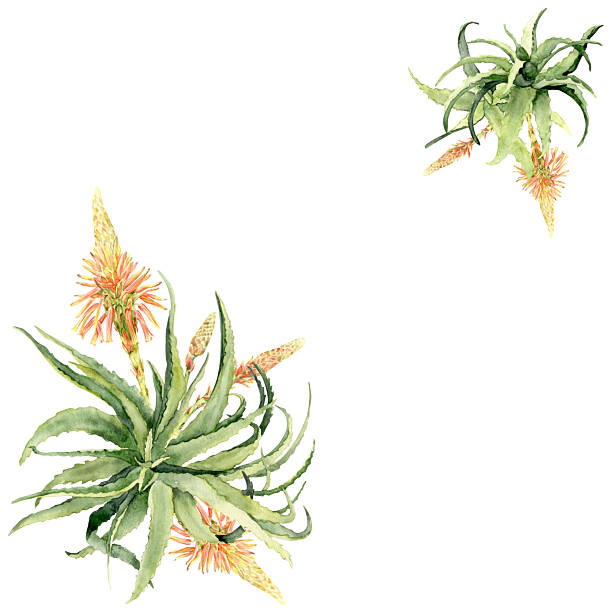 istock Aloe vera with orange blossom watercolor illustration 2234954423