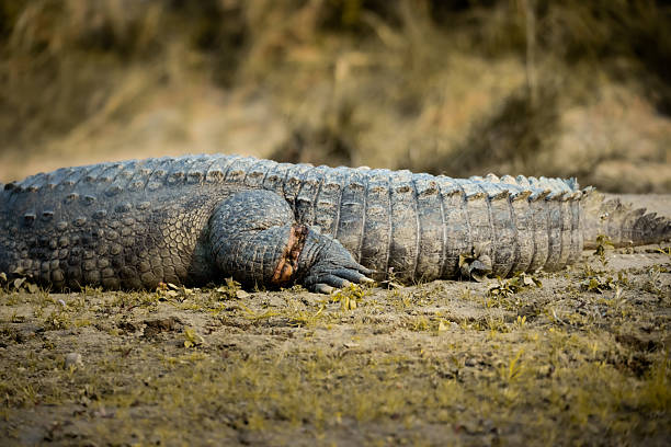 A Mugger Crocodile lies on the sandy bank of Chitwan’s river, its powerful body stretched in the sun. A wound on its leg highlights the harsh realities of life in the wild, where survival often leaves scars, showcasing nature’s resilience and raw authenticity.