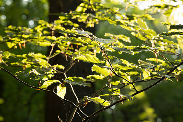 Summer forest, green, sky. Hazel leaves.