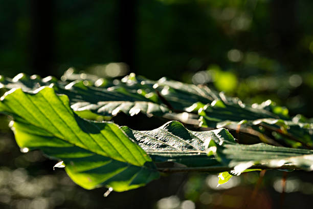 Macro close-up of green beech leaves with sunlight and deep shadows in a forest. Natural foliage texture creating an abstract, organic background with contrast.