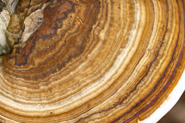 Close-up macro of bracket fungi with natural concentric growth rings. Detailed earthy texture from a European forest, ideal for organic abstract design and backgrounds.